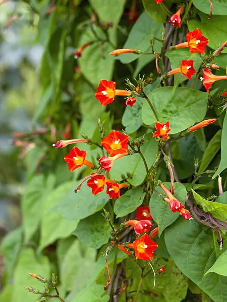 441040 - Red morning glory (Ipomoea coccinea syn. Quamoclit coccinea)