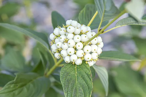 616195 - Red osier dogwood (Cornus sericea 'Budd's Yellow' syn. Cornus stolonifera 'Budd's Yellow')