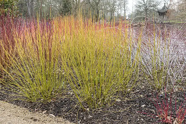625175 - Red osier dogwood (Cornus sericea 'Budd's Yellow' syn. Cornus stolonifera 'Budd's Yellow')