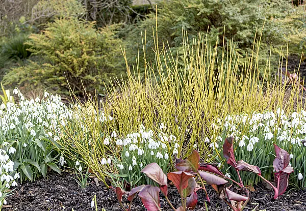 635027 - Red osier dogwood (Cornus sericea 'Flaviramea' syn. Cornus stolonifera 'Flaviramea'), heart leaf bergenia (Bergenia cordifolia 'Bressingham Ruby') and common snowdrop (Galanthus nivalis)