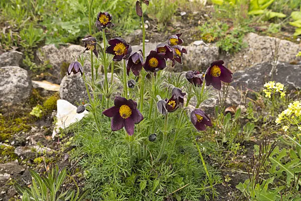 570039 - Red pasque flower (Pulsatilla rubra)