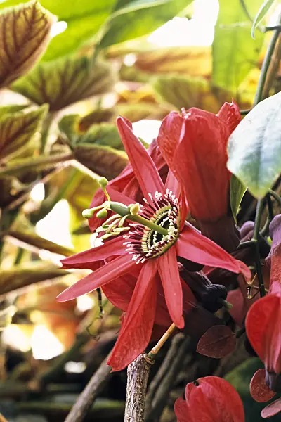 367092 - Red passion flower (Passiflora racemosa)