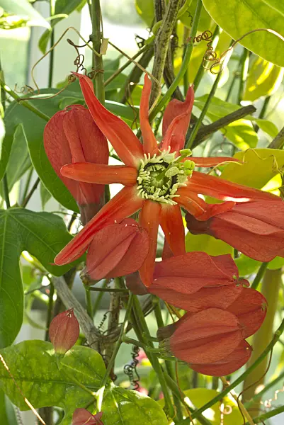 549186 - Red passion flower (Passiflora racemosa)