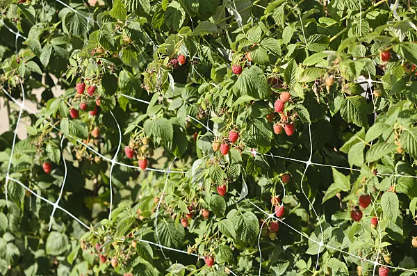 535066 - Red raspberry (Rubus idaeus)