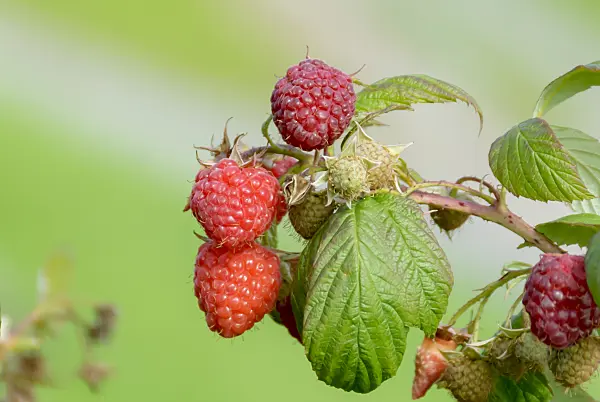 607201 - Red raspberry (Rubus idaeus 'Aroma Queen')
