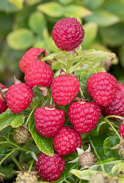 664409 - Red raspberry (Rubus idaeus 'Baby Dwarf')