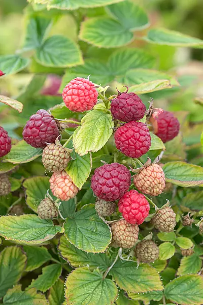 675354 - Red raspberry (Rubus idaeus 'Baby Dwarf')