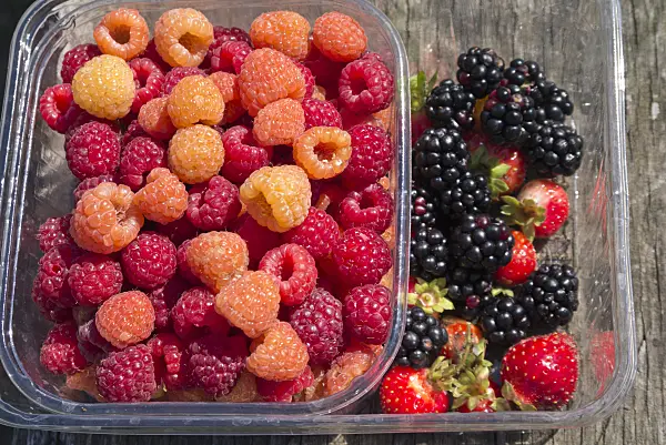 561060 - Red raspberry (Rubus idaeus), blackberries (Rubus fruticosus) and garden strawberry (Fragaria x ananassa)