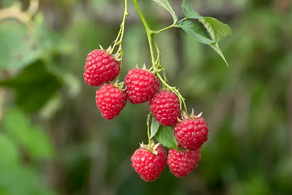 675359 - Red raspberry (Rubus idaeus 'Himbo Top')