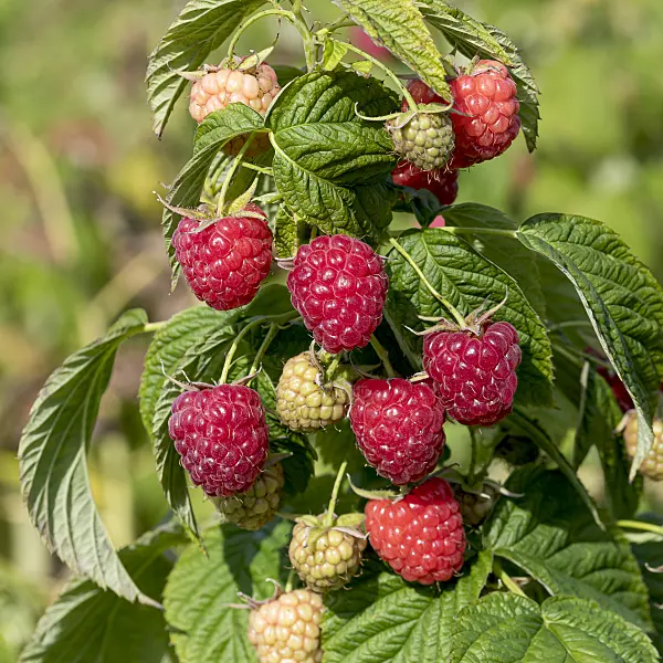 625361 - Red raspberry (Rubus idaeus 'Little Sweet Sister')