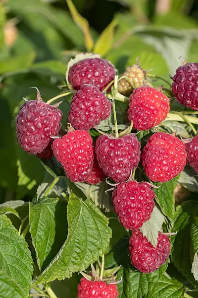664410 - Red raspberry (Rubus idaeus 'Little Sweet Sister')