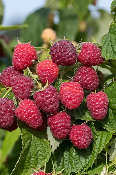 664411 - Red raspberry (Rubus idaeus 'Little Sweet Sister')