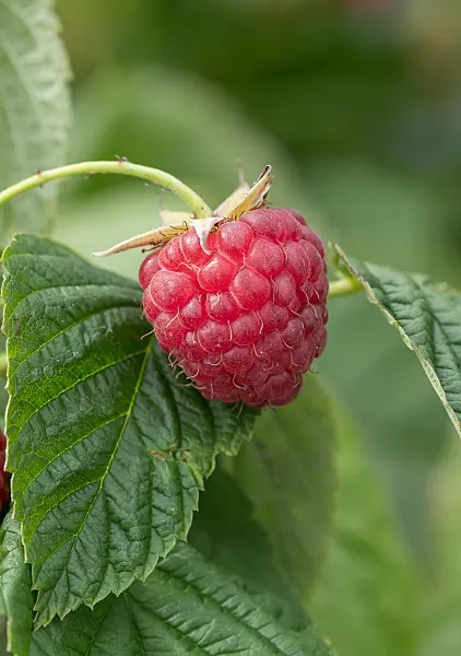 675355 - Red raspberry (Rubus idaeus 'Little Sweet Sister')