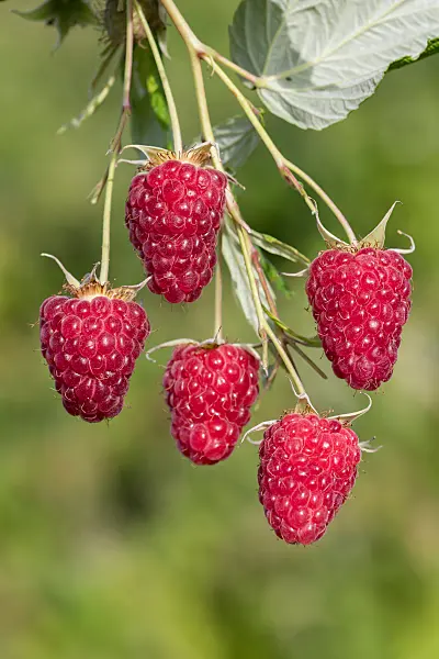 664412 - Red raspberry (Rubus idaeus 'Malling Happy')