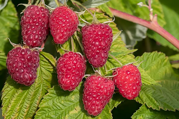 664413 - Red raspberry (Rubus idaeus 'Malling Happy')