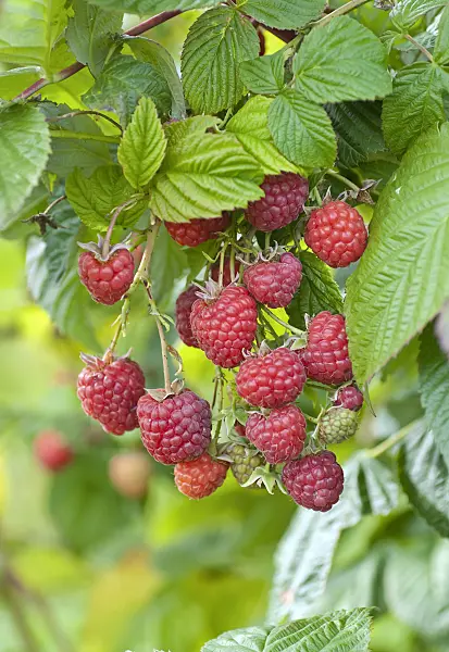 502423 - Red raspberry (Rubus idaeus 'Maravilla')