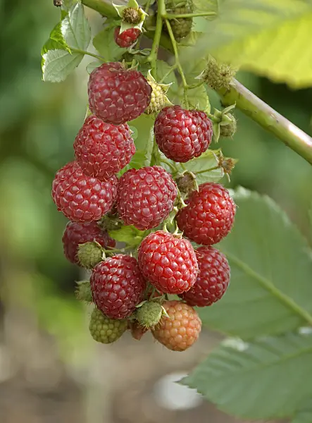 517382 - Red raspberry (Rubus idaeus 'Pokusa')