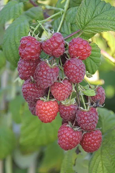 535378 - Red raspberry (Rubus idaeus 'Pokusa')