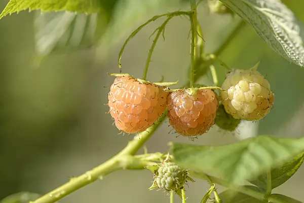 575322 - Red raspberry (Rubus idaeus 'Poranna Rosa')
