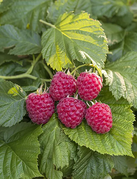 616127 - Red raspberry (Rubus idaeus 'Ruby Beauty')