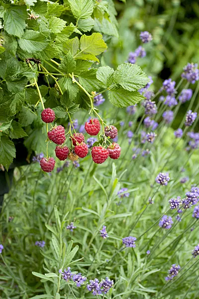 616128 - Red raspberry (Rubus idaeus 'Ruby Beauty')