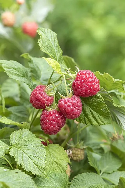 638325 - Red raspberry (Rubus idaeus 'Ruby Beauty')