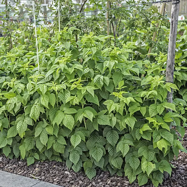 547288 - Red raspberry (Rubus idaeus 'Schönemann')
