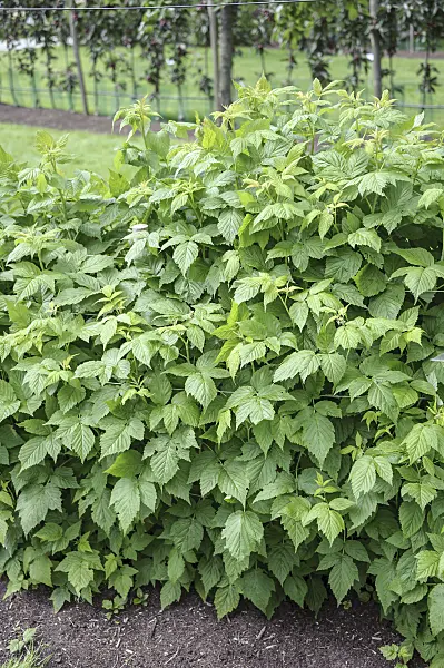 547289 - Red raspberry (Rubus idaeus 'Tulameen')