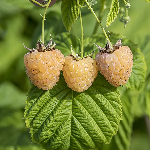 607197 - Red raspberry (Rubus idaeus 'Twotimer Gelbe Sugana')