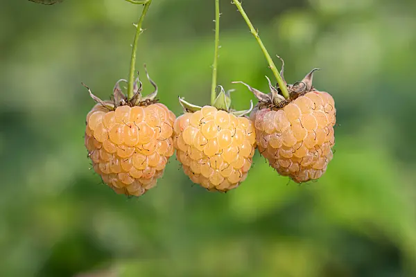 664415 - Red raspberry (Rubus idaeus 'Twotimer Gelbe Sugana')
