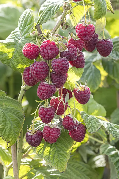 607198 - Red raspberry (Rubus idaeus 'Twotimer Sugana')