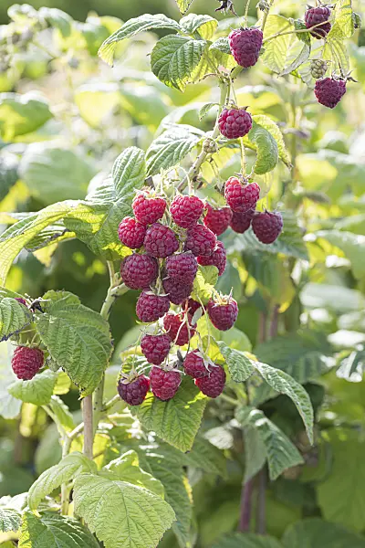 607200 - Red raspberry (Rubus idaeus 'Twotimer Sugana')