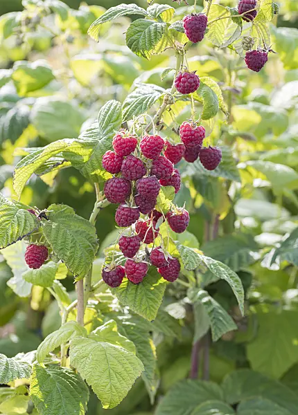 616126 - Red raspberry (Rubus idaeus 'Twotimer Sugana')