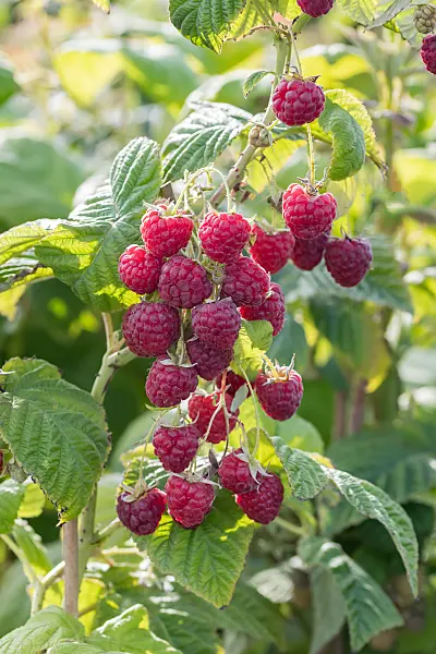 664416 - Red raspberry (Rubus idaeus 'Twotimer Sugana')