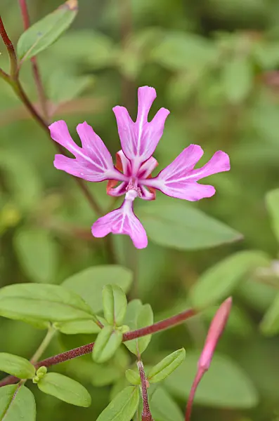 521468 - Red ribbons (Clarkia concinna)