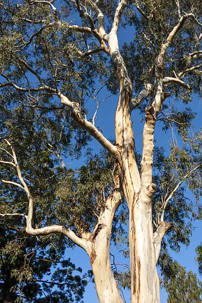 455176 - Red river gum (Eucalyptus camaldulensis)