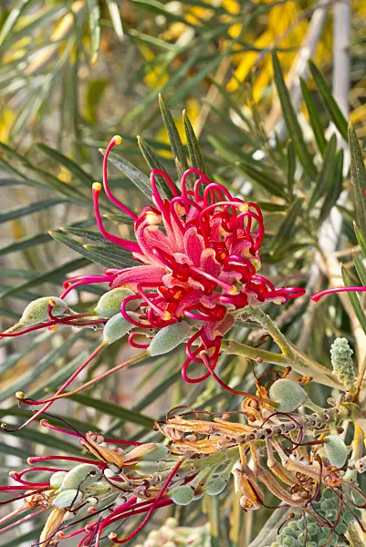 609065 - Red silky oak (Grevillea banksii)