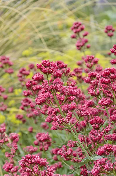 508223 - Red valerian (Centranthus ruber)