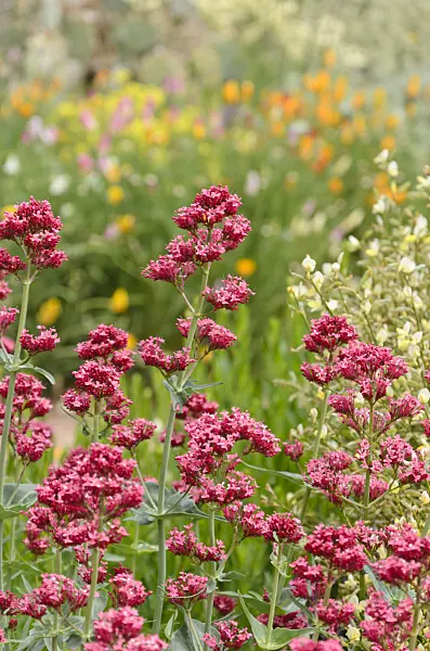 508251 - Red valerian (Centranthus ruber)