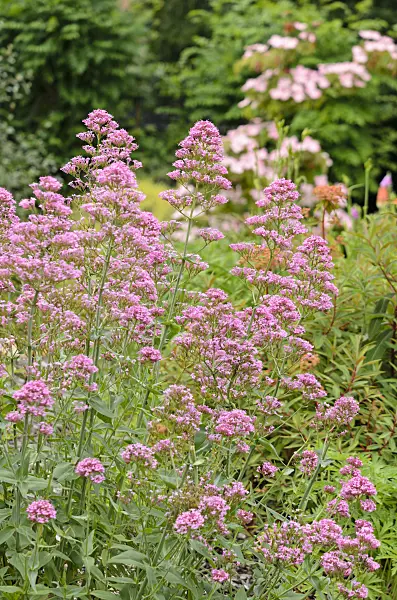 521236 - Red valerian (Centranthus ruber)
