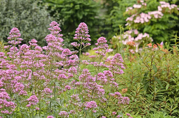 521237 - Red valerian (Centranthus ruber)