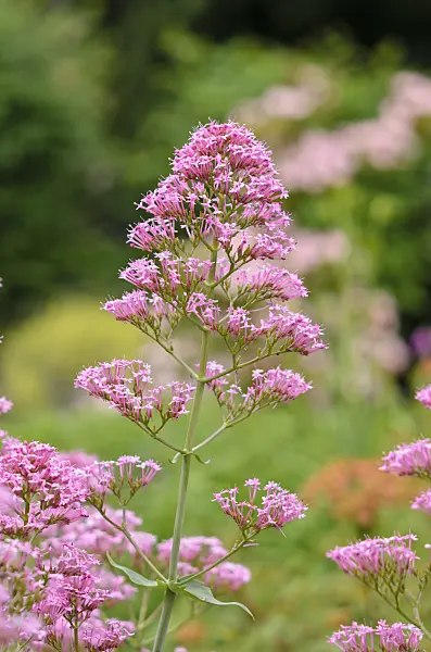 521238 - Red valerian (Centranthus ruber)