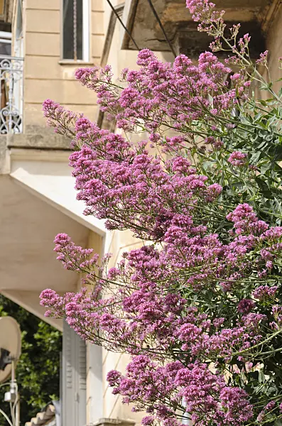 533013 - Red valerian (Centranthus ruber)