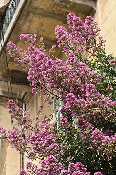 533014 - Red valerian (Centranthus ruber)