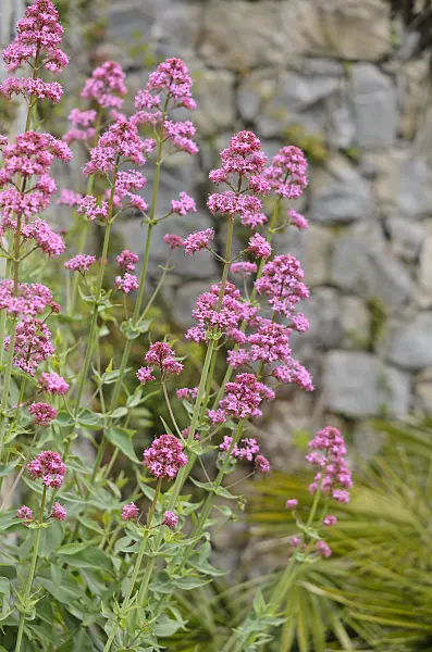 533038 - Red valerian (Centranthus ruber)