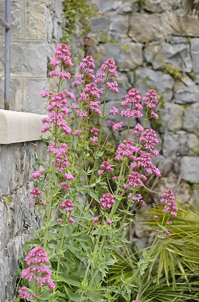533039 - Red valerian (Centranthus ruber)