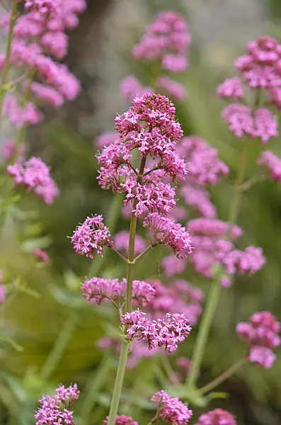 533040 - Red valerian (Centranthus ruber)