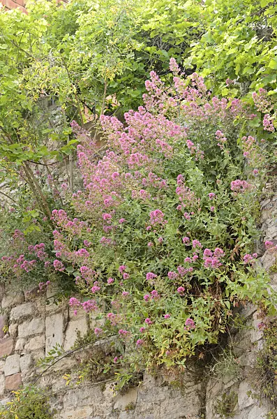 533106 - Red valerian (Centranthus ruber)