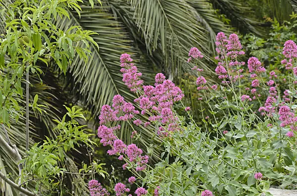 533140 - Red valerian (Centranthus ruber)