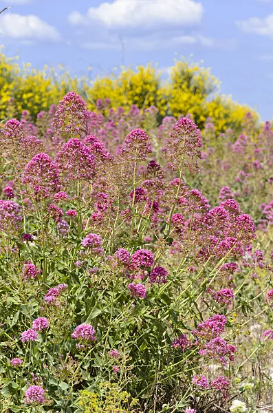 533181 - Red valerian (Centranthus ruber)